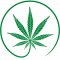 cropped-Cannabis-Pflanze-1.png